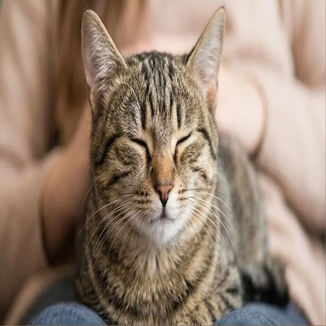 What Does a Cat's Slow Blink Mean? The Truth