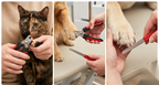 Pet Nail Clipper with Nail File, Stainless Steel Blades, Non-Slip Grip, for Dogs and Cats. (Large and Small)